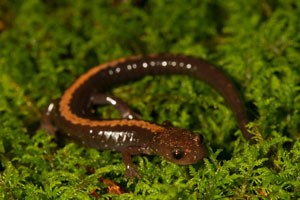 A Red Backed Salamander crawling through brightly colored moss. A Red Backed Salamander crawling through brightly colored moss.