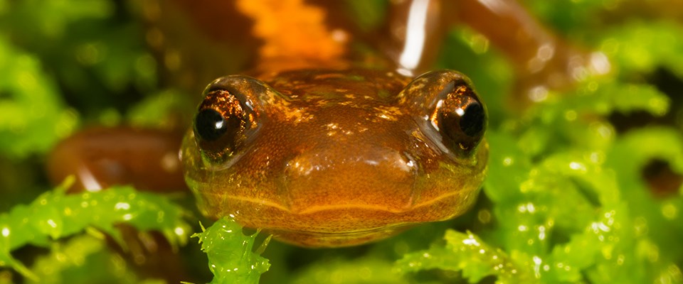 An extreme closeup photo of a salamander in a bed of bright green lichen