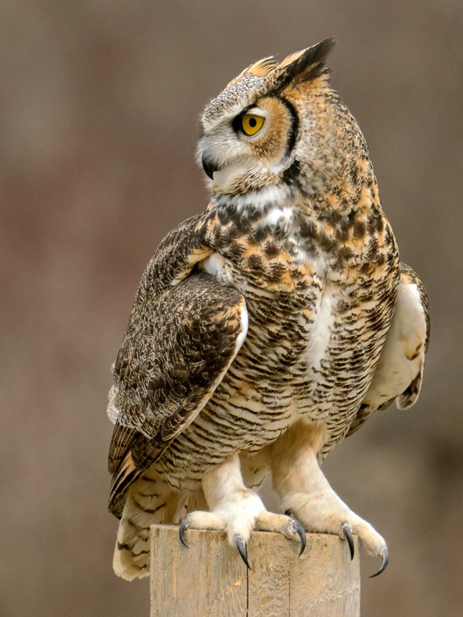 A very large owl with mottled browns, blacks, and whites and piercing yellow eyes stands upon a wooden fence post and stares off to the left.