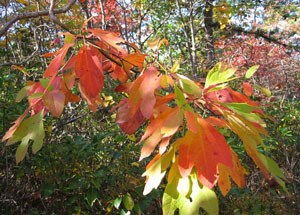 Trees-&-Shrubs---Sassafras-albidum Trees-&-Shrubs---Sassafras-albidum