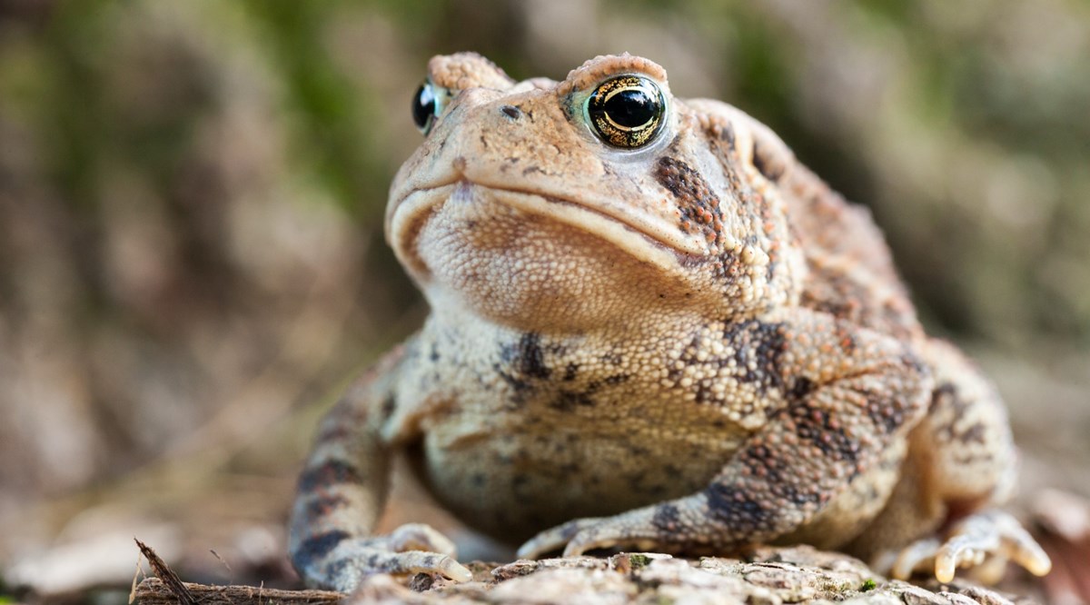 A brown toad sits on a rock with greenery behind it.
