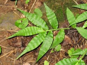 Wavyleaf basketgrass