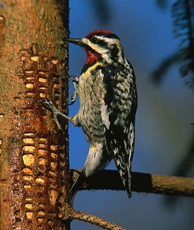 Woodpecker with red, white, and black head, red throat, white breast, and black and white speckled back on tree trunk