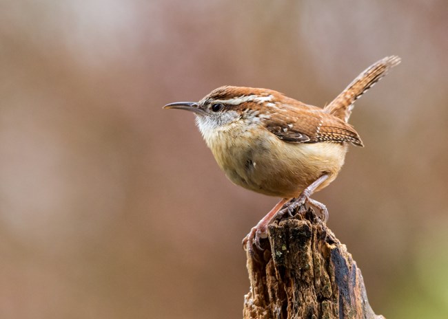 Small, but round bird sits on a stump. Its back, head, belly, and tail feathers are brown. The area around its throat and just under its wings is white.