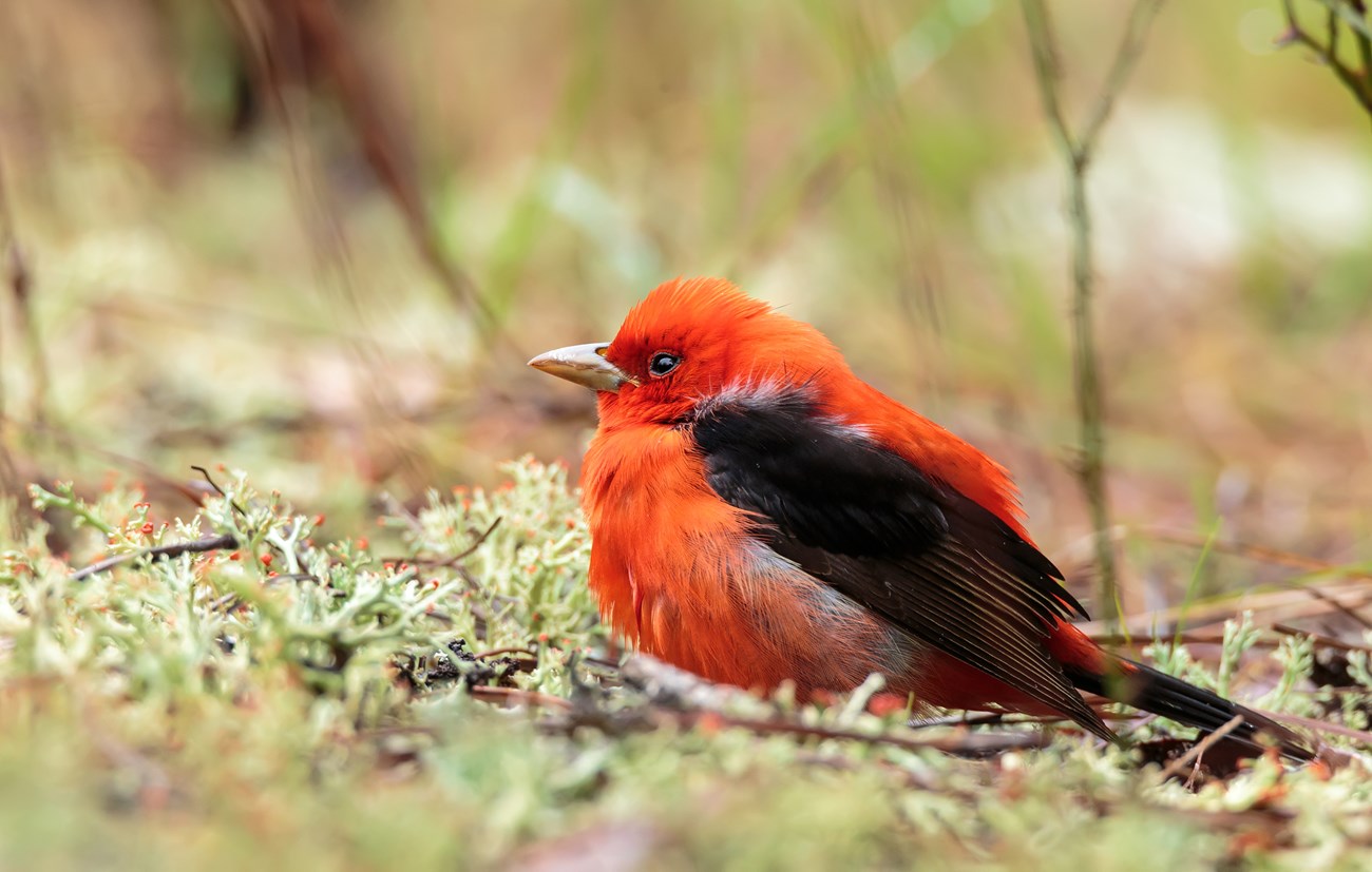 A red and black bird on the ground looking to the left.