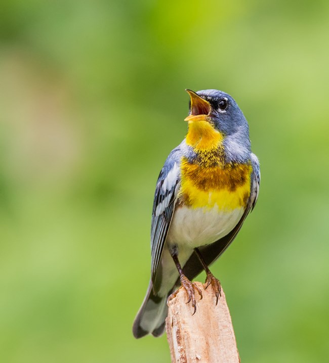 A blue bird with a bright yellow breast perches and sings