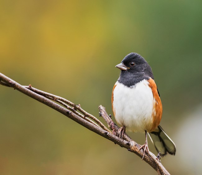 A large bird with a black head, white breast, and brown wings perches on a stick.