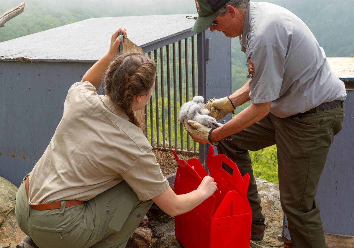 A color photograph of a man and young woman putting a fledgling peregrine into a gray metal box. A color photograph of a man and young woman putting a fledgling peregrine into a gray metal box.