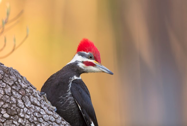 A pileated woodpecker perches on a tree with its bright red plumage raised on the top of its head.