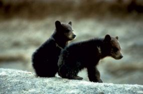 Black Bear cubs sitting on a rock.