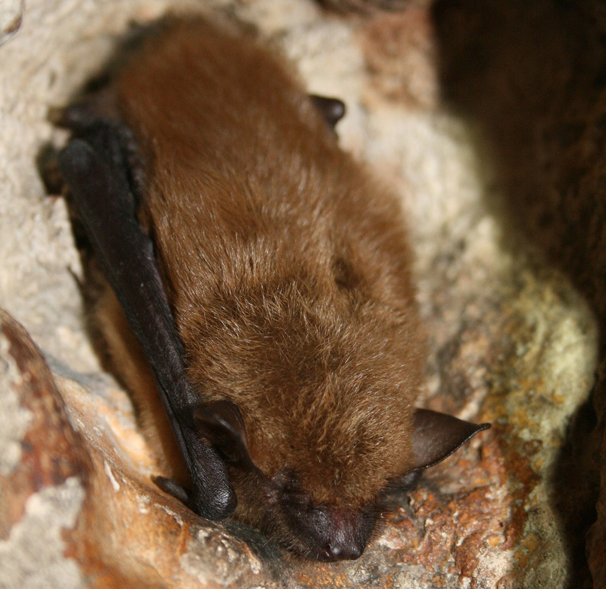 A bat sleeping in a cave