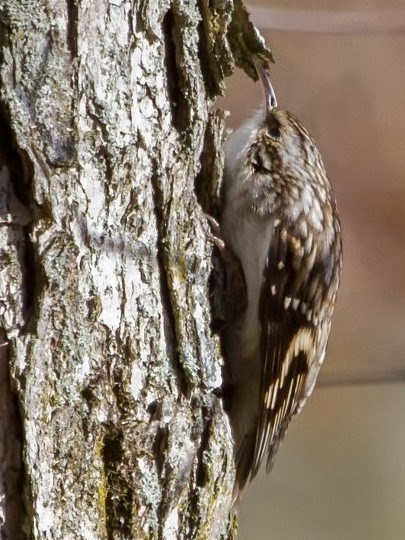 Small brown bird creeps up a tree trunk