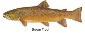 brown trout graphic