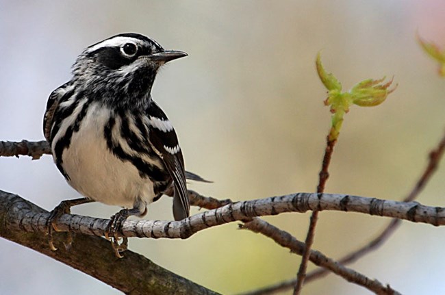 A white bird with black streaks perches on a tree branch.