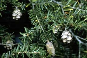 Eastern Hemlock (Tsuga canadensis) needles and cones