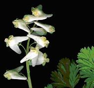 Dutchman’s Breeches