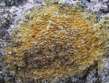 Crustose Lichen