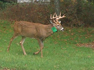 cwd_deer_300 cwd_deer_300