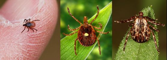 do deer ticks live in trees