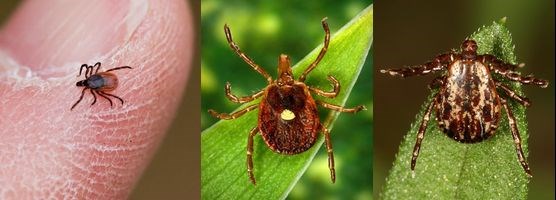 Photos of: deer, lone star and dog ticks.