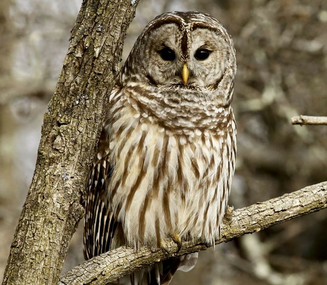 A brown, streak, barred owl is perched on a branch looking directly at the viewer.