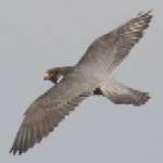 Adult peregrine falcon flying Adult peregrine falcon flying