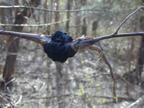 Black Cherry Bark Disease (Apiosporina morbosa)