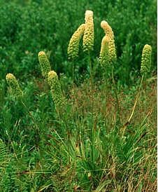 Fly  Poison (Amianthium muscaetoxicum) © Darel Hess - www.2bnthewild.com