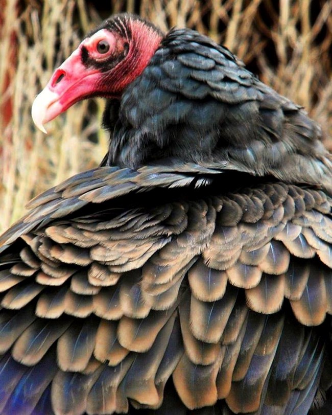 A large bird with black feathers and a red, featherless head