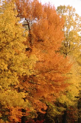 Fall tree tops Fall tree tops