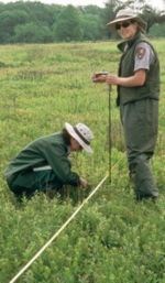 Park staff monitoring plants in Big Meadows.