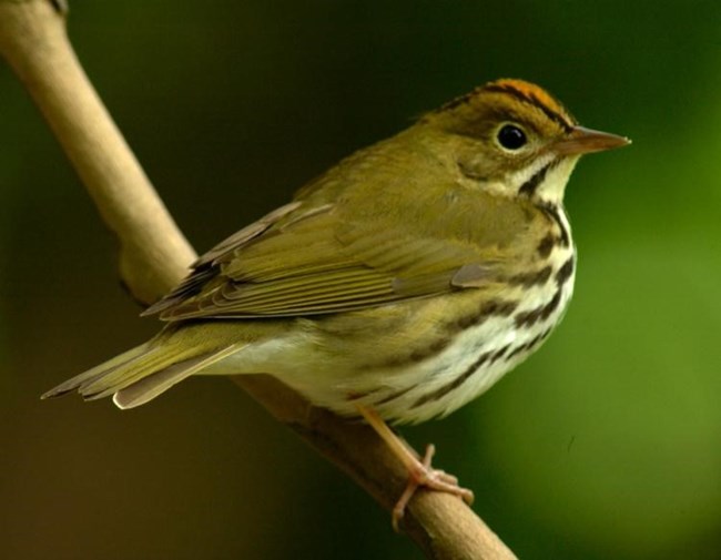 A brown bird with a light orange stripe on its head perches on a tree branch.