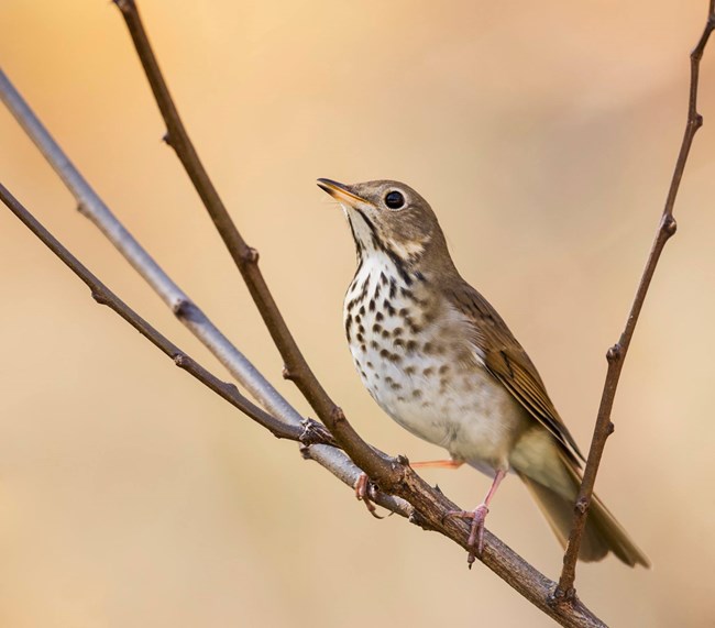 A brown bird with dark spots on it's breast perches on a branch