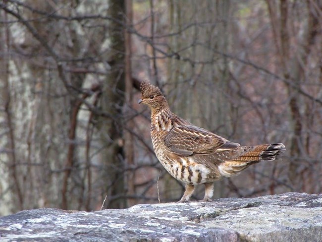 A large, chicken-like brown bird with a white belly and dark streaks stands upon a rock wall.