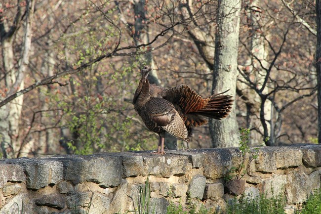A large bird with long, brown tail feathers stand on top of a rock wall.
