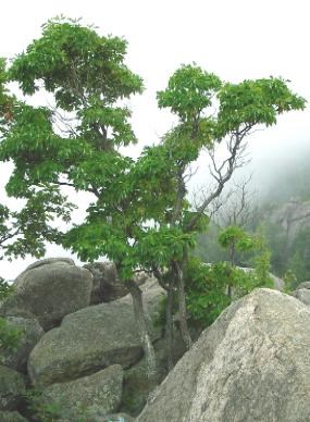 A mid-sized sassafras tree on Old Rag in Shenandoah National Park.  Photo by J.M. Reuter.