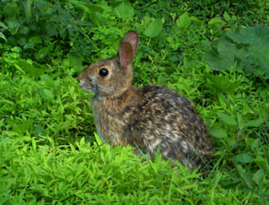 Eastern Cottontail Rabbit in a lush patch of vegetation, ears perked up. Eastern Cottontail Rabbit in a lush patch of vegetation, ears perked up.
