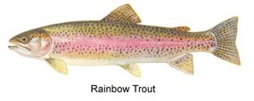 Rainbow Trout graphic Rainbow Trout graphic