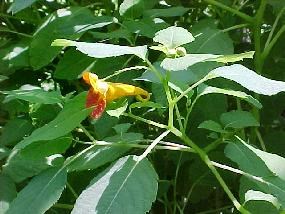 Jewelweed