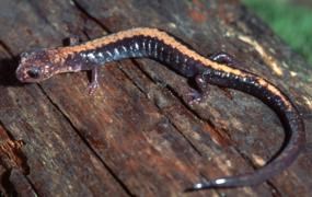 Shenandoah salamander. NPS Photo By: Lester Via