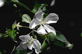 Apple Tree - Shenandoah National Park (U.S. National Park Service)