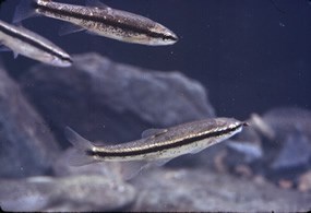 Black Nosed Dace Black Nosed Dace