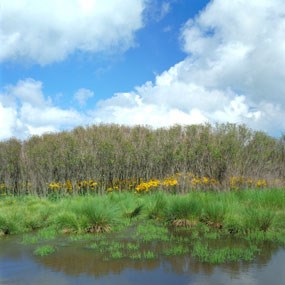 Wetlands in Shenandoah's Big Meadows Wetlands in Shenandoah's Big Meadows