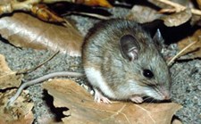 White-footed mouse White-footed mouse