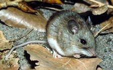 White-footed mouse