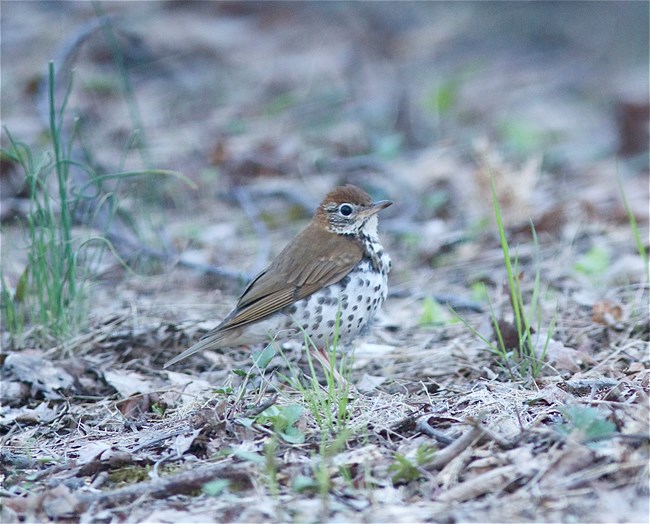 Wood Thrush A brown bird with a white breast and dark spots on its chest stand on the leaf-littered ground