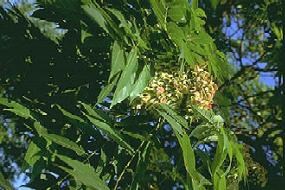 Tree of Heaven (Ailanthus altissima) Tree of Heaven (Ailanthus altissima)