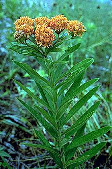 Butterfly milkweed (Asclepias tuberosa) Butterfly milkweed (Asclepias tuberosa)