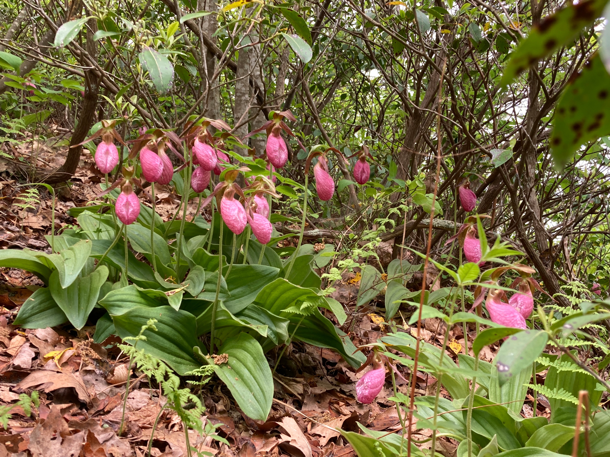 A group of Pink Ladys Slipper wildflowers along a trail. The plants have two opposite basal leaves with conspicuous parallel veins and a large flower at the end of an erect stalk. The flowers are a deep magenta pink.
