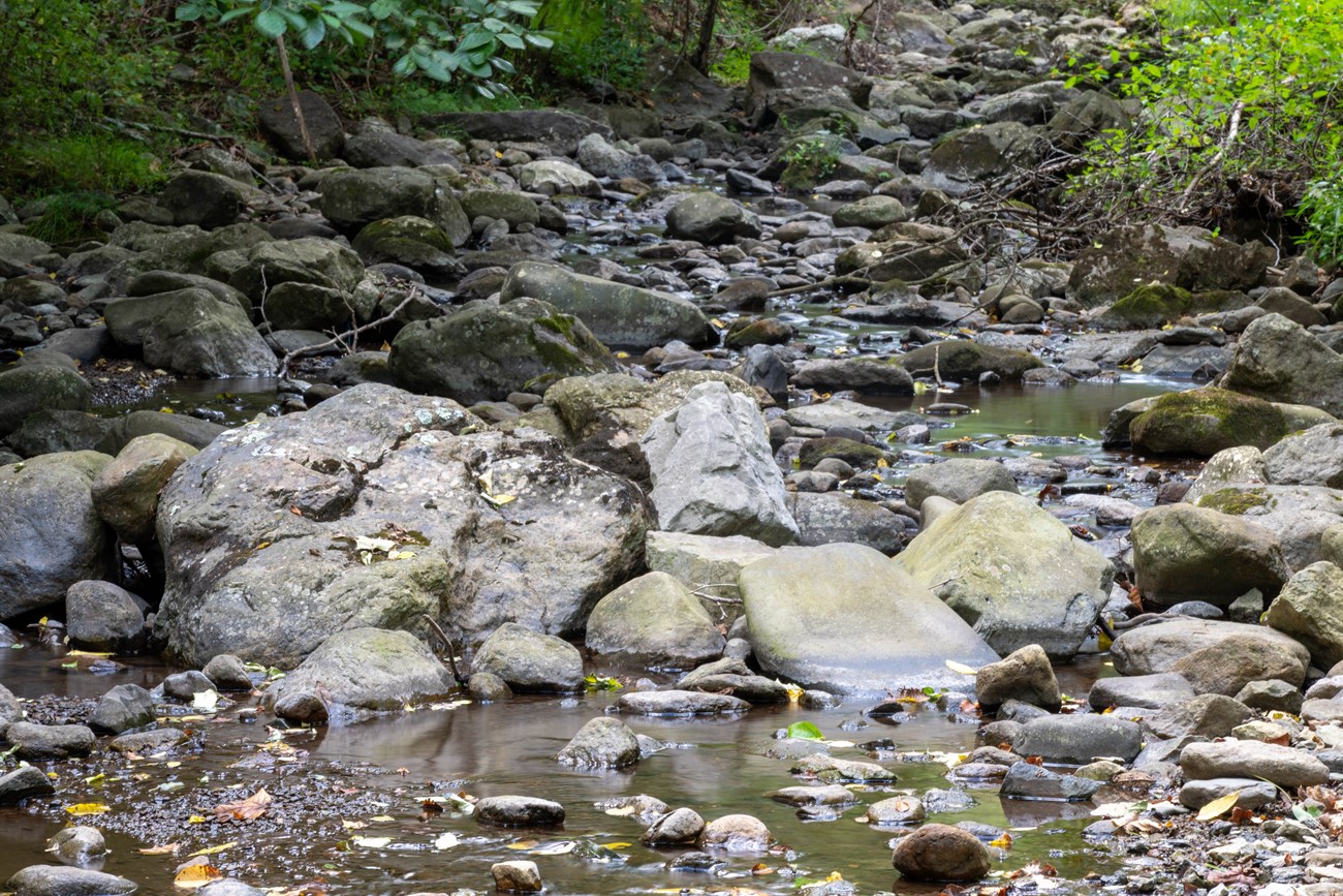 A riverbed of grey rocks with low water in the center. Green trees along the sides of the river.
